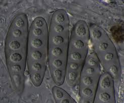 Attēlu rezultāti vaicājumam “Phaeographis dendritica”