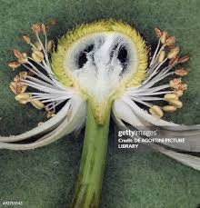 Attēlu rezultāti vaicājumam “Ranunculus sceleratus fruit”