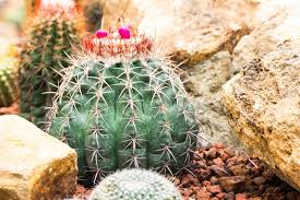 Image result for Cactaceae