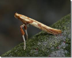Attēlu rezultāti vaicājumam “Caloptilia hemidactylella”
