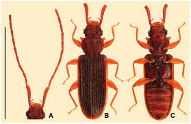 Attēlu rezultāti vaicājumam “Dendrophagus crenatus”