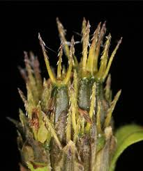 Attēlu rezultāti vaicājumam “Bidens tripartita flower”