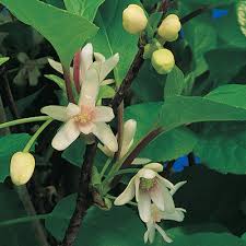 Attēlu rezultāti vaicājumam “Schisandra chinensis flower”