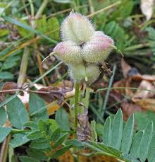 Attēlu rezultāti vaicājumam “Astragalus danicus fruit”