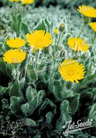 Attēlu rezultāti vaicājumam “Hieracium”