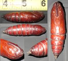 Attēlu rezultāti vaicājumam “pupa”