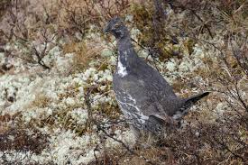 Attēlu rezultāti vaicājumam “Adoxus obscurus”