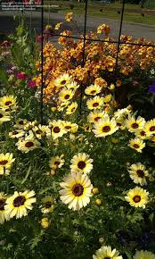 Image result for Chrysanthemum segetum