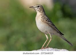 Image result for Anthus campestris