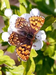 Attēlu rezultāti vaicājumam “Hamearis lucina underside”