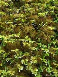Attēlu rezultāti vaicājumam “Hylocomium splendens sporophyte”