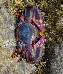 Attēlu rezultāti vaicājumam “Cribraria tenella macro”