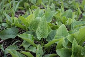 Attēlu rezultāti vaicājumam “Campanula rapunculoides flower”