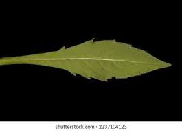 Attēlu rezultāti vaicājumam “Knautia arvensis leaf”