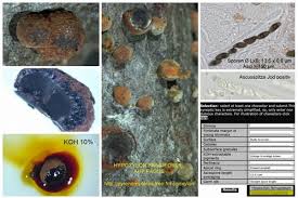 Attēlu rezultāti vaicājumam “Hypoxylon fragiforme / howeianum”