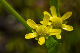 Attēlu rezultāti vaicājumam “Ranunculus flammula”