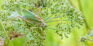 Attēlu rezultāti vaicājumam “Tettigonia cantans”