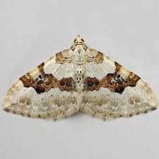 Attēlu rezultāti vaicājumam “Xanthorhoe montanata”