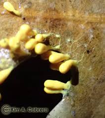 Attēlu rezultāti vaicājumam “Leocarpus fragilis macro”