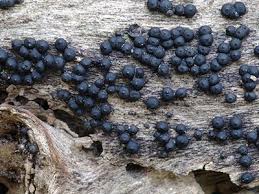 Attēlu rezultāti vaicājumam “Rosellinia desmazieri”