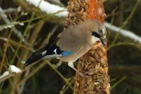 Attēlu rezultāti vaicājumam “Garrulus glandarius”