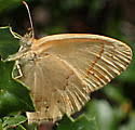Attēlu rezultāti vaicājumam “Coenonympha tullia underside”