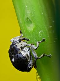 Attēlu rezultāti vaicājumam “Mononychus punctumalbum”