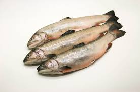 Image result for Coregonus lavaretus