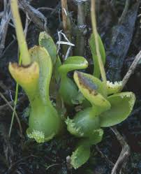 Attēlu rezultāti vaicājumam “Hammarbya paludosa fruit”