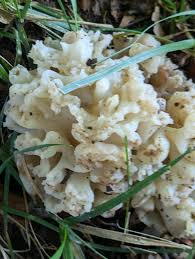 Attēlu rezultāti vaicājumam “Lentaria sp.”