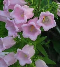 Image result for Campanula medium