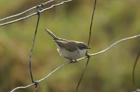 Attēlu rezultāti vaicājumam “Sylvia curruca adult”