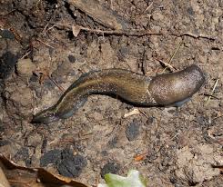 Attēlu rezultāti vaicājumam “Limax cinereoniger”