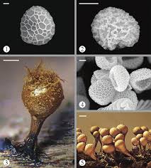Attēlu rezultāti vaicājumam “Badhamia lilacina plasmodium”