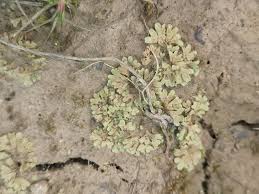 Attēlu rezultāti vaicājumam “Riccia bifurca”