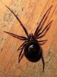 Attēlu rezultāti vaicājumam “Steatoda grossa female”