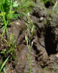 Attēlu rezultāti vaicājumam “Agrostis stolonifera subsp. straminea”