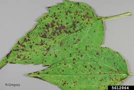 Attēlu rezultāti vaicājumam “Oenothera rubricauli leaf”