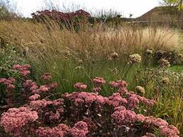 Attēlu rezultāti vaicājumam “Molinia caerulea flower”