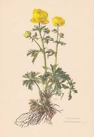 Image result for Trollblume