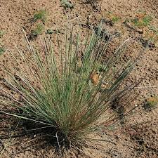 Attēlu rezultāti vaicājumam “Corynephorus canescens”