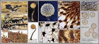 Attēlu rezultāti vaicājumam “Cribraria piriformis spores”