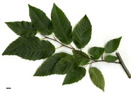 Attēlu rezultāti vaicājumam “Carpinus”