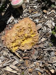 Attēlu rezultāti vaicājumam “Amaurochaete atra spores”