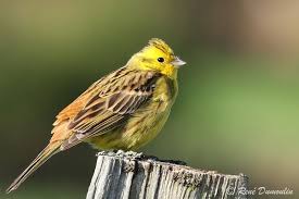 Attēlu rezultāti vaicājumam “Emberiza citrinella adult”