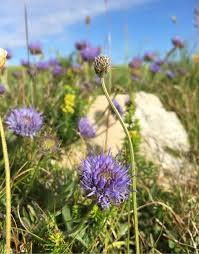 Attēlu rezultāti vaicājumam “Jasione montana leaf”