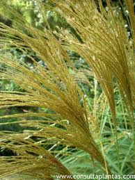 Attēlu rezultāti vaicājumam “Calamagrostis arundinacea leaf”