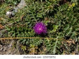Attēlu rezultāti vaicājumam “Cirsium acaule fruit”