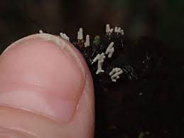 Attēlu rezultāti vaicājumam “Cribraria vulgaris stalked”