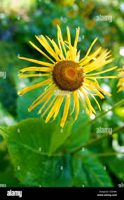 Attēlu rezultāti vaicājumam “Inula helenium flower”